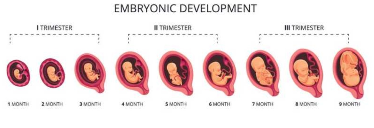Timeline Perkembangan Janin